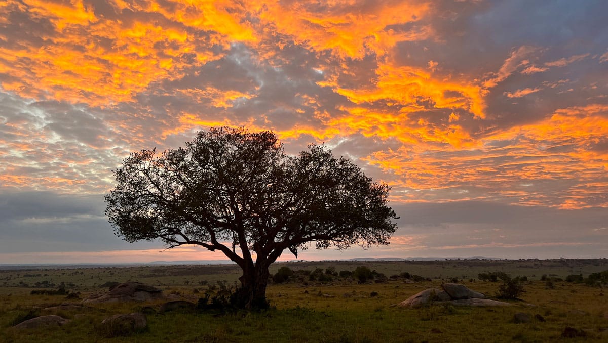 The silhouette of a tree against an orange sunset with moody clouds during an African safari
