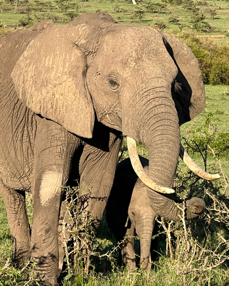 An African elephant and calf