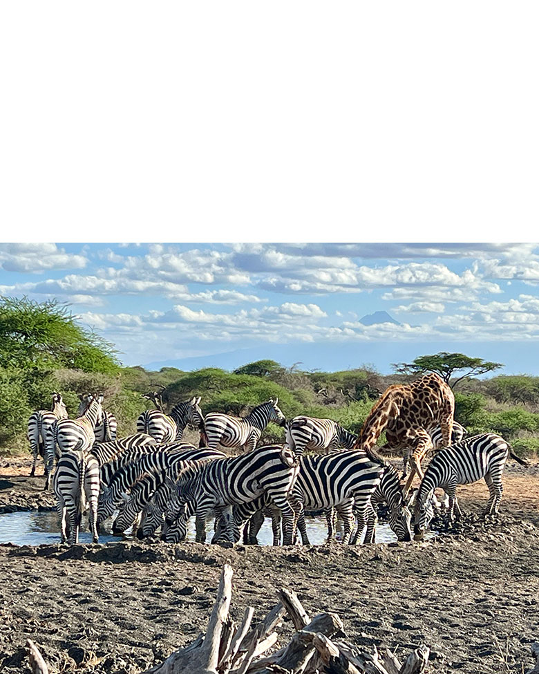 Zebras and a giraffe at a watering hole in Africa