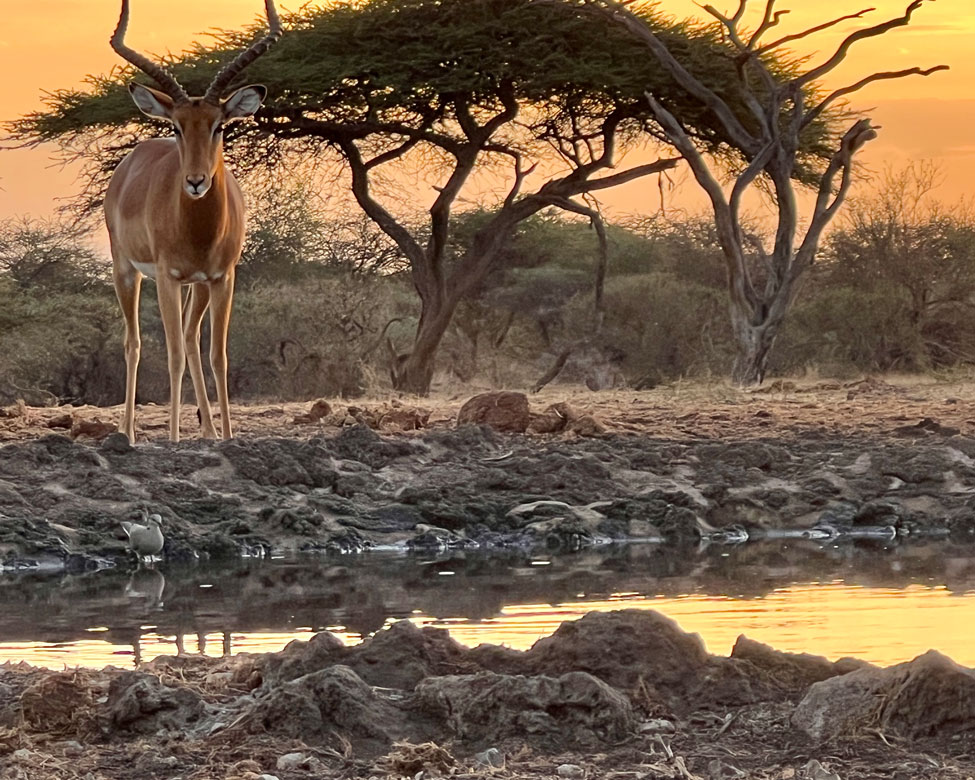 Antelope at a watering hole in Africa