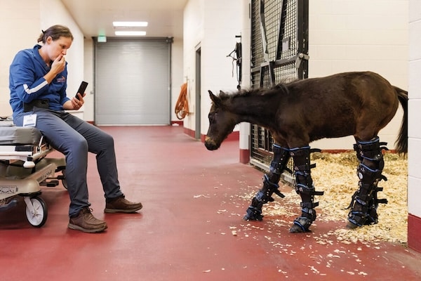 Seven was born two months premature at 286 days gestation. He and his caregivers at the College of Veterinary Medicine are fighting daily to help him defy the odds.
